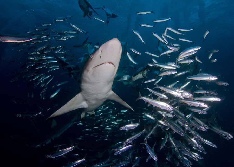 Cape Town: Shark Cage Diving with Snacks and Soft Drinks - Who will enjoy this most