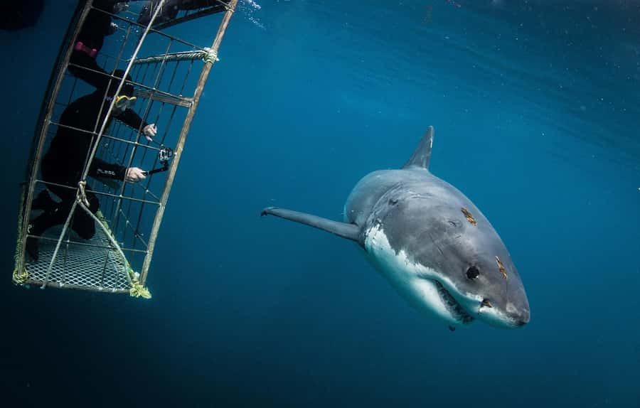 Cape Town: Shark Cage Diving with Snacks and Soft Drinks - From 62 St George’s Street to the boat