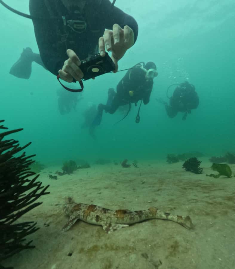 Cape Town: Shark Science SCUBA Diving Experience - Simons Towns Kelp Forest Is the Main Event