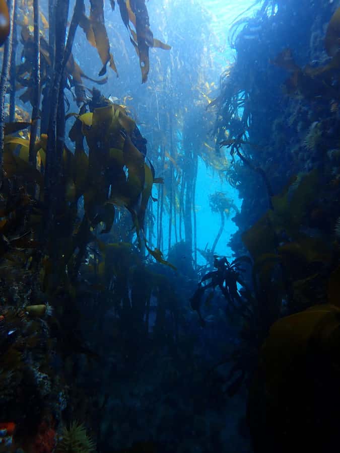 Cape Town: Shark Science SCUBA Diving Experience - A Morning Built Around Shark Science