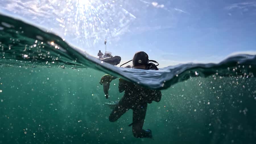 Cape Town: Shark Science SCUBA Diving Experience - Group Size, Guides, and Communication