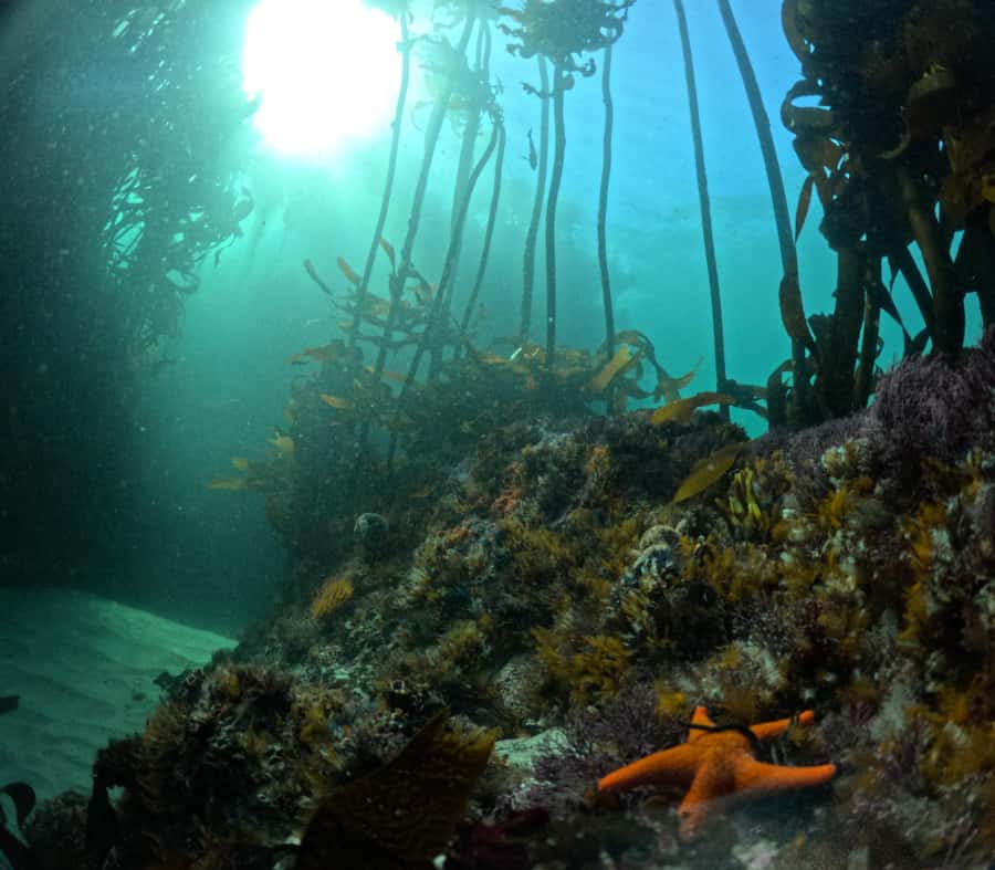 Cape Town: Shark Science SCUBA Diving Experience - Should You Book the Cape RADD Shark Science Session?