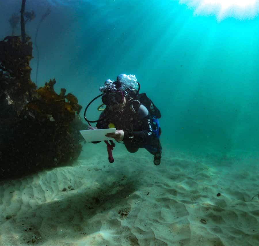 Cape Town: Shark Science SCUBA Diving Experience - The Safety Briefing Matters More Than the Coffee