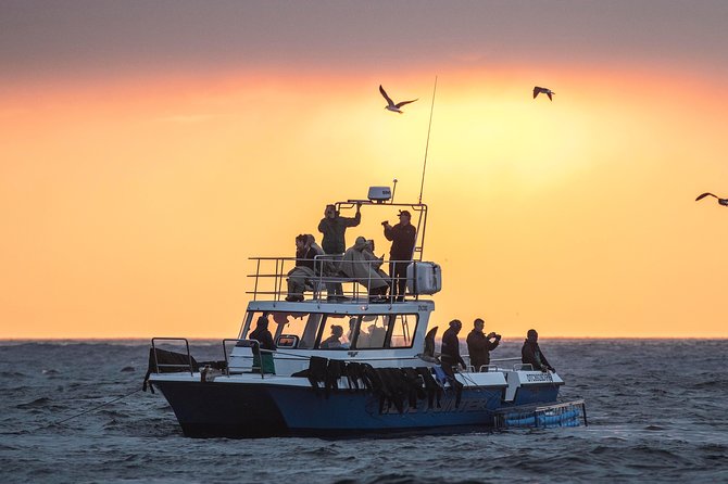 CapeTown: Shark Cage Diving Experience with Scuba - A shark encounter built around Seal Island