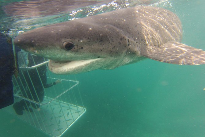 CapeTown: Shark Cage Diving Experience with Scuba - What the boat trip adds before the cage