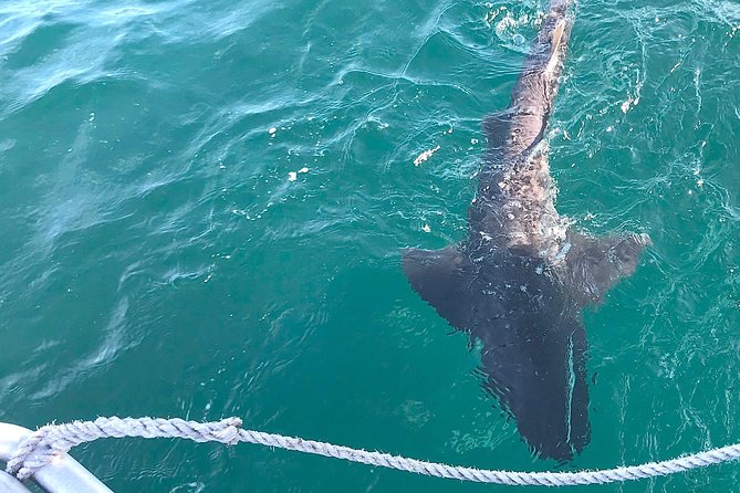 CapeTown: Shark Cage Diving Experience with Scuba - How the crew shapes the morning