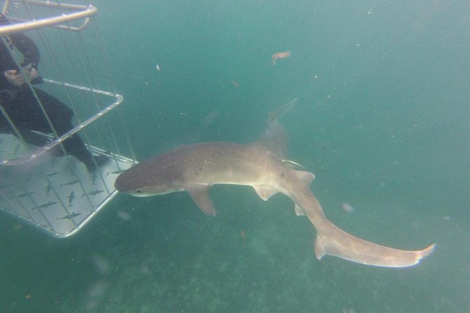 CapeTown: Shark Cage Diving Experience with Scuba - Weather is part of the decision