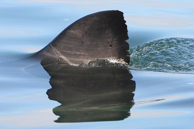 CapeTown: Shark Cage Diving Experience with Scuba - Motion sickness, nerves, and the cold