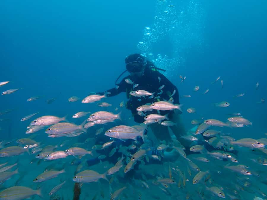 Cartagena: 2 Tanks Dive Plan For CERTIFIED DIVERS - The surface interval includes fruit, not a full meal