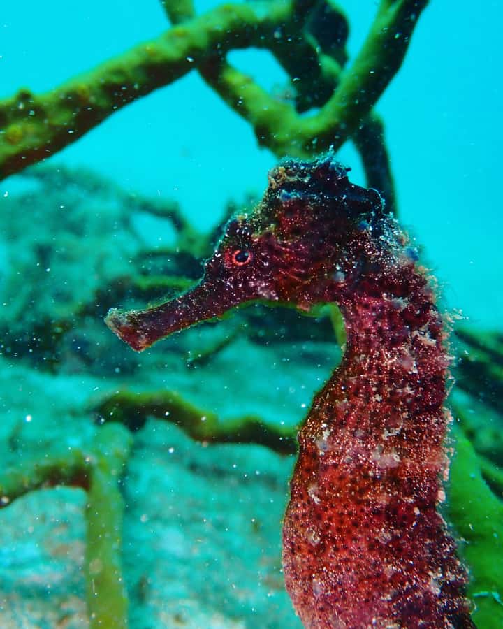 Cartagena: 2 Tanks Dive Plan For CERTIFIED DIVERS - Photos and videos without carrying your own camera