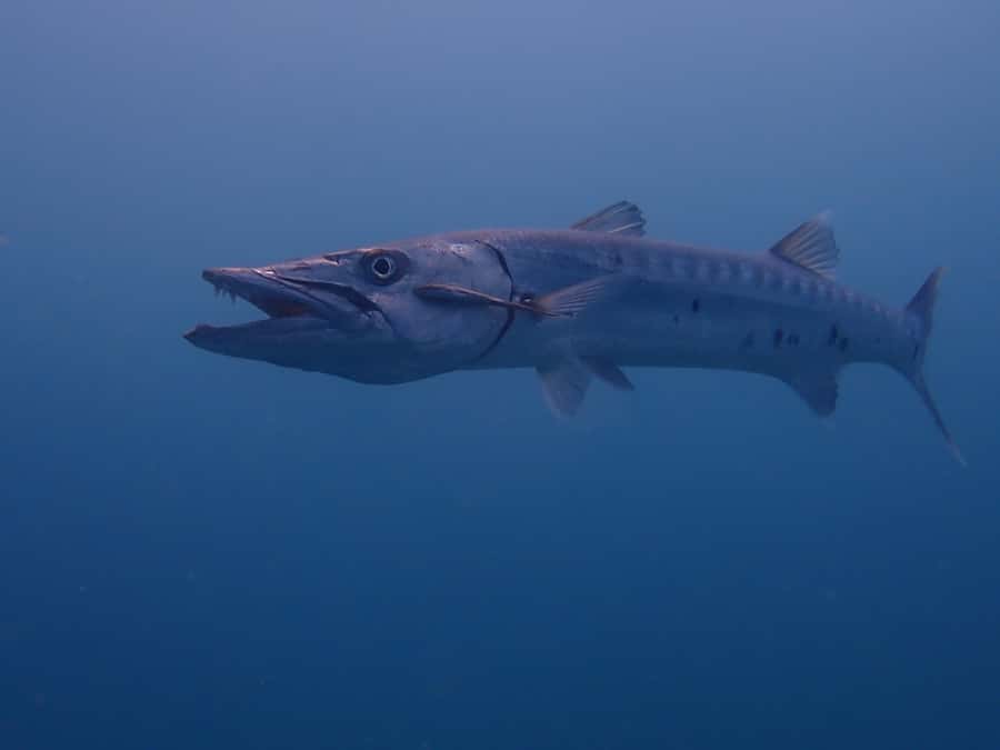Cartagena: 2 Tanks Dive Plan For CERTIFIED DIVERS - What weather can change