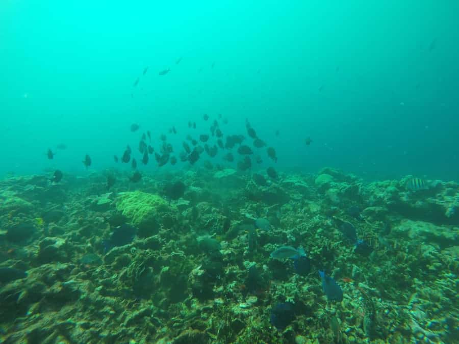 Cartagena: Basic Diving for beginners in Rosario Islands - One hour among coral reefs