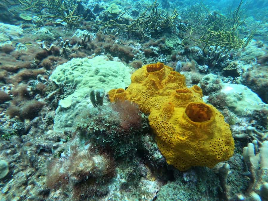 Cartagena: Basic Diving for beginners in Rosario Islands - Lunch with coconut rice and patacón