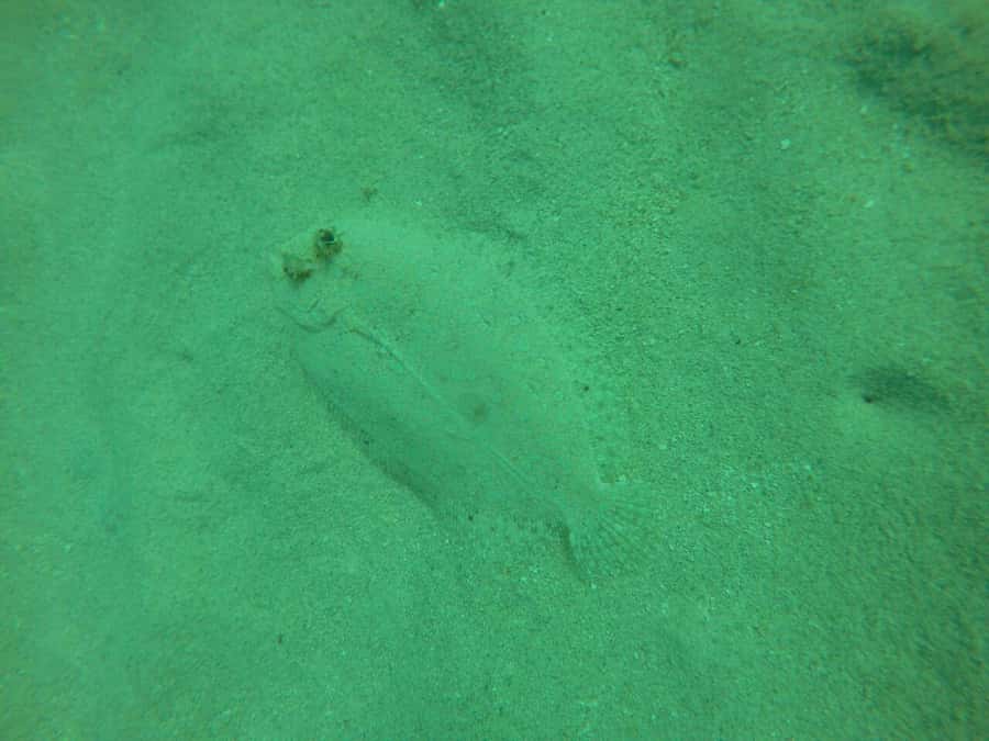 Cartagena: Basic Diving for beginners in Rosario Islands - Beach time before the ride back