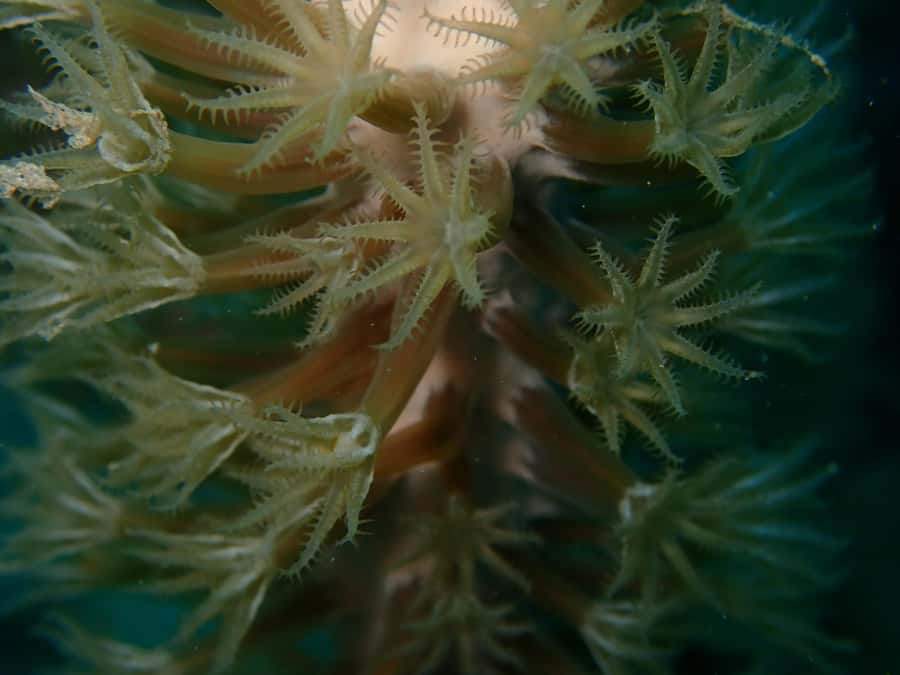 Cartagena: PADI DISCOVER SCUBA / MINICURSO DE BUCEO - Fruit, water, and a proper pause between sessions