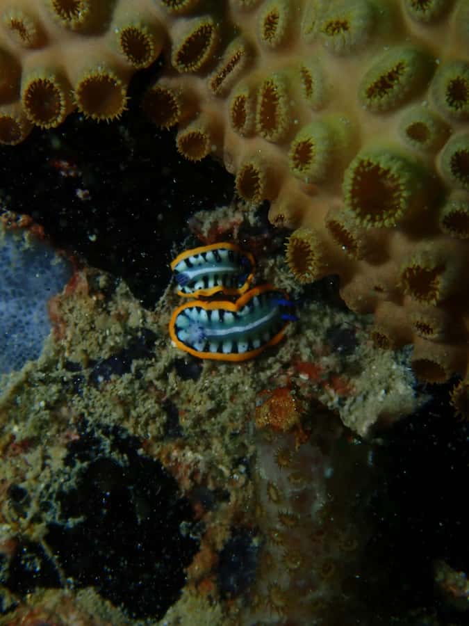 Cartagena: PADI DISCOVER SCUBA / MINICURSO DE BUCEO - The second session gives the morning more value