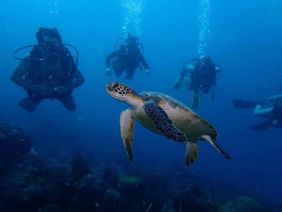 Cartagena: PADI Open Water Diver Course with Certification - The Cartagena pool session builds confidence first