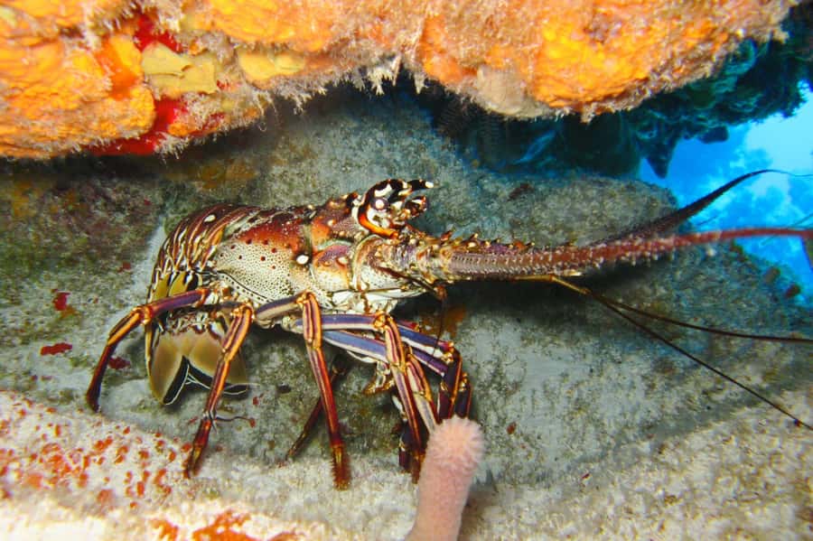 Cartagena: Scuba Diving Day Trip at Playa Blanca with Lunch - Should you book the Playa Blanca scuba trip?