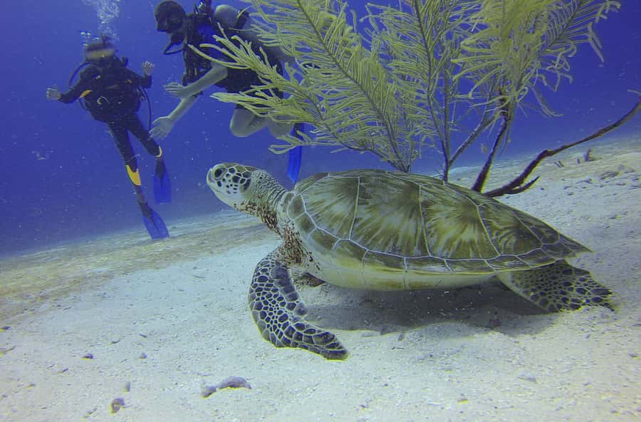 Cartagena: Scuba Diving Day Trip at Playa Blanca with Lunch - Boat ride and reef time