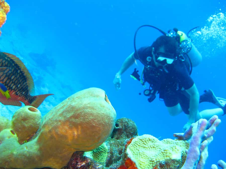 Cartagena: Scuba Diving Day Trip at Playa Blanca with Lunch - Lunch at the Barú restaurant