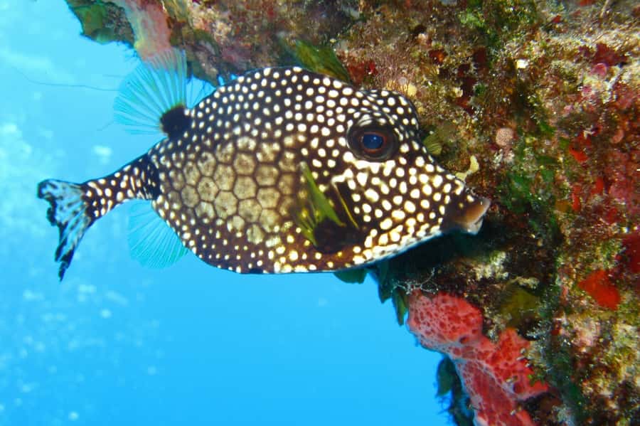 Cartagena: Scuba Diving Day Trip at Playa Blanca with Lunch - Afternoon at Playa Blanca
