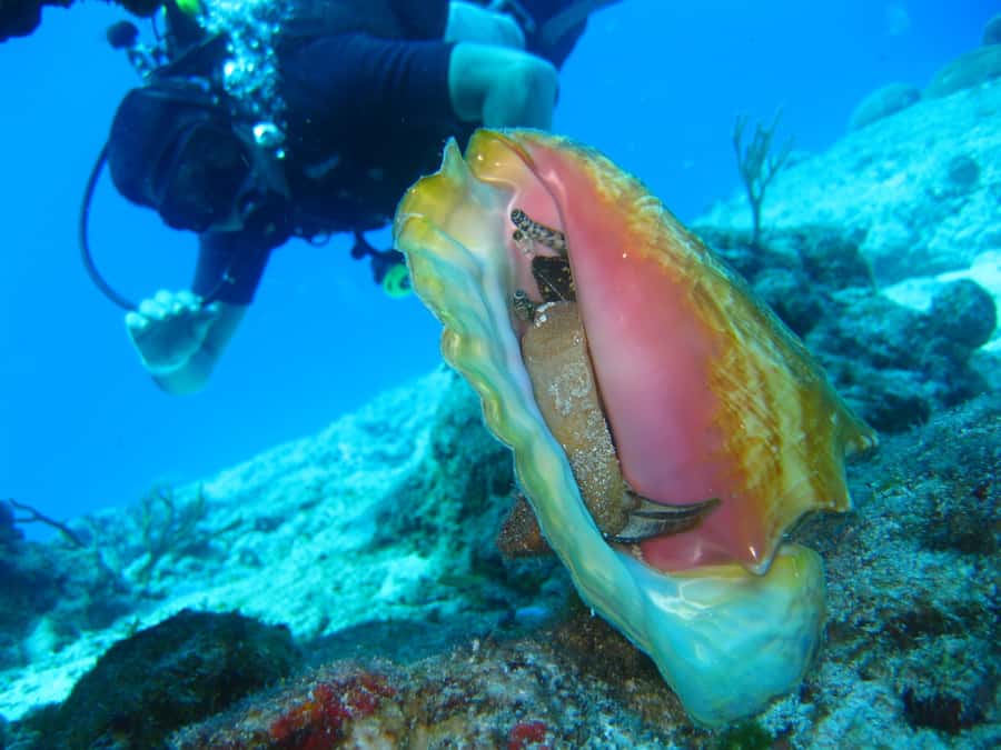 Cartagena: Scuba Diving Day Trip at Playa Blanca with Lunch - Is $120 a fair price?
