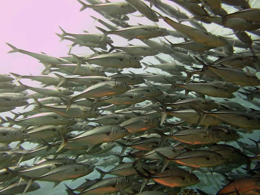 Cartagena: Scuba Diving Day Trip at Playa Blanca with Lunch - Who will enjoy this day most?