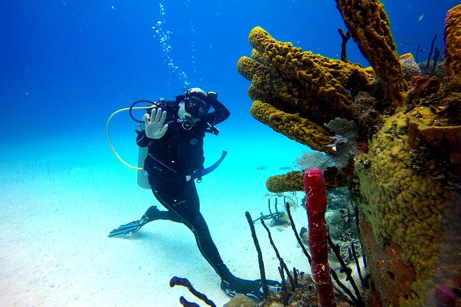 Catalina Island Diving - Key points to know before booking