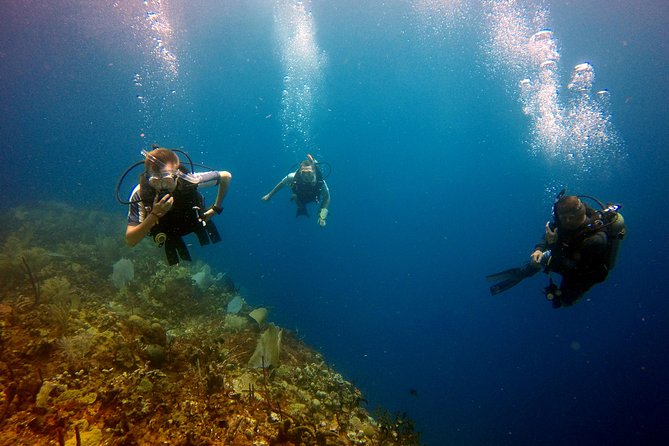 Catalina Island Diving - Why Catalina Island is the main attraction