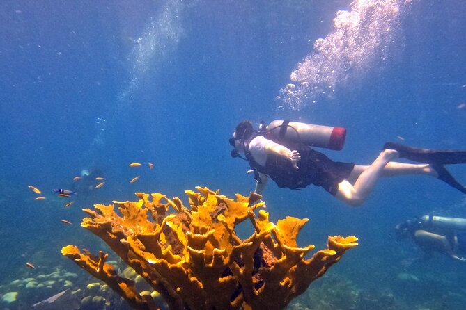 Catalina Island Diving - Equipment and what you still need to bring
