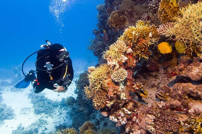 Catalina Island Diving Tour - Why Catalina Island makes a strong full-day outing