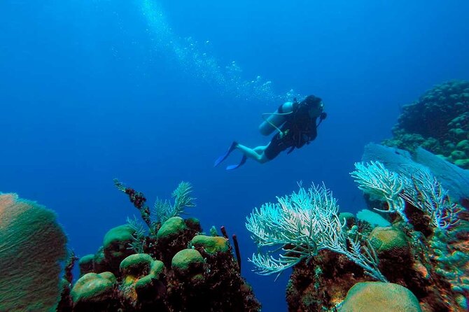 Catalina Island Diving Tour - Underwater time and snorkeling appeal