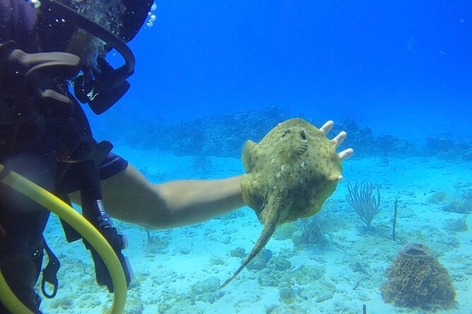 Catalina Island Diving Tour - Lunch gives the $210 price more weight