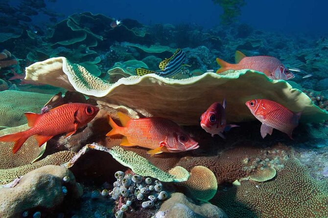 Catalina Island Diving Tour - Service details that can shape the day