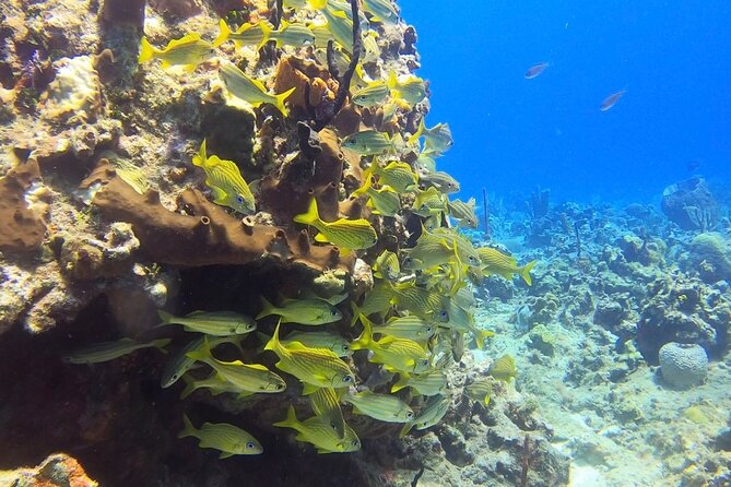 Catalina Island Diving Tour - Who should book this Catalina Island day