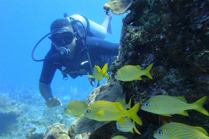 Catalina Island Diving Tour - Booking timing, weather, and small practical choices