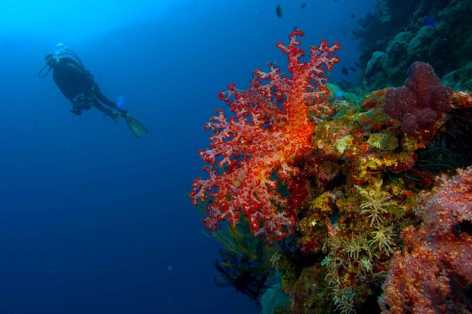 Catalina Island Scuba Diving - Amazing Full Day Tour! - Key points to know before booking