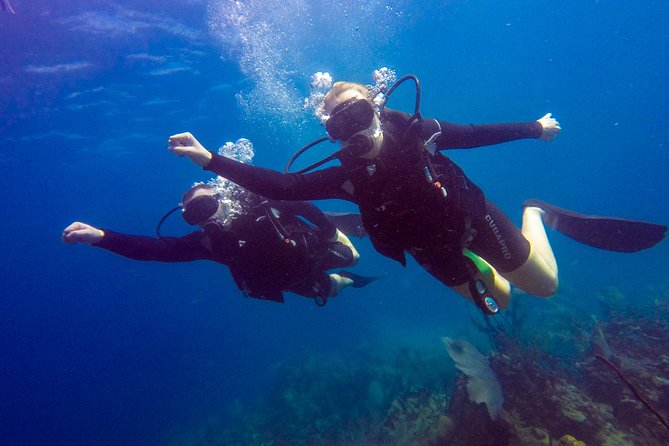 Catalina Island Scuba Diving - Amazing Full Day Tour! - Aquarium and the strongest marine-life appeal