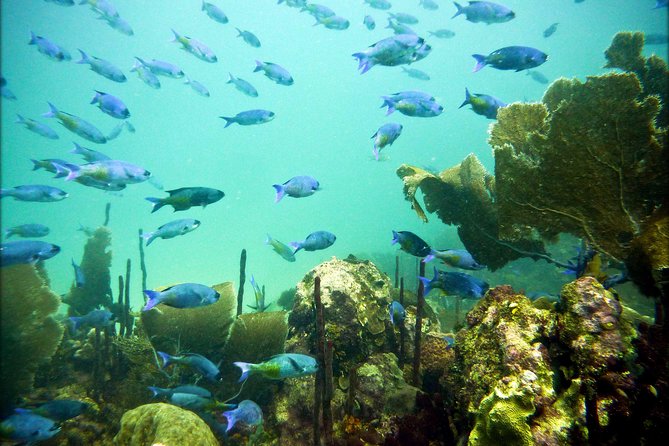 Catalina Island Scuba Diving - Amazing Full Day Tour! - Timing the return from Catalina