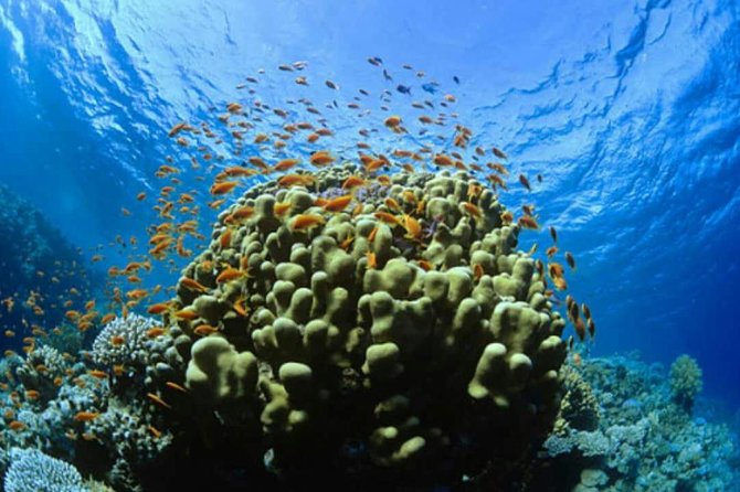 Catalina Island Scuba Diving and Snorkeling Tour from Punta Cana - A very early start from Punta Cana