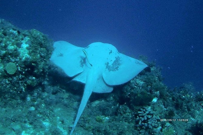 Catalina Island Scuba Diving and Snorkeling Tour from Punta Cana - The Wall: your first underwater session