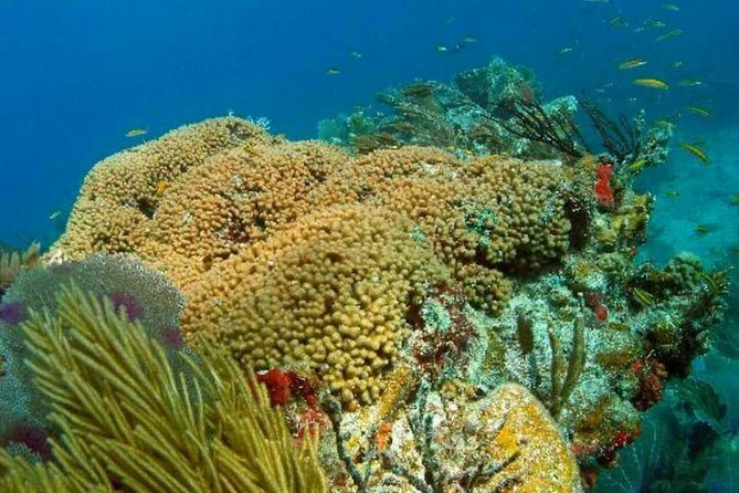 Catalina Island Scuba Diving and Snorkeling Tour from Punta Cana - The Aquarium and its tropical fish