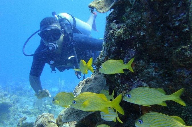 Catalina Island Scuba Diving and Snorkeling Tour from Punta Cana - Who will enjoy this Catalina Island outing
