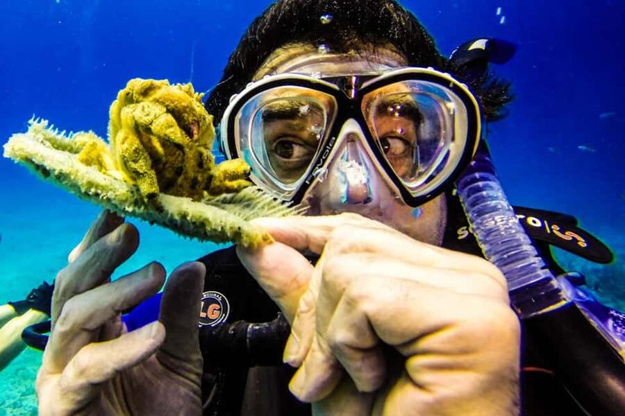 Catalina Island Scuba Diving Tour from Punta Cana - Getting from Punta Cana to the La Romana marina