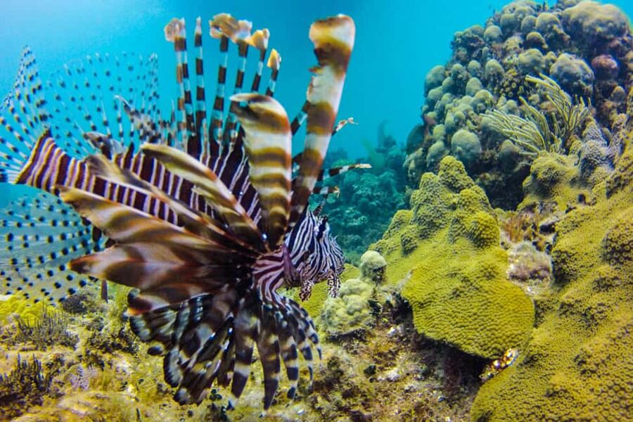 Catalina Island Scuba Diving Tour from Punta Cana - The private beach and Dominican BBQ