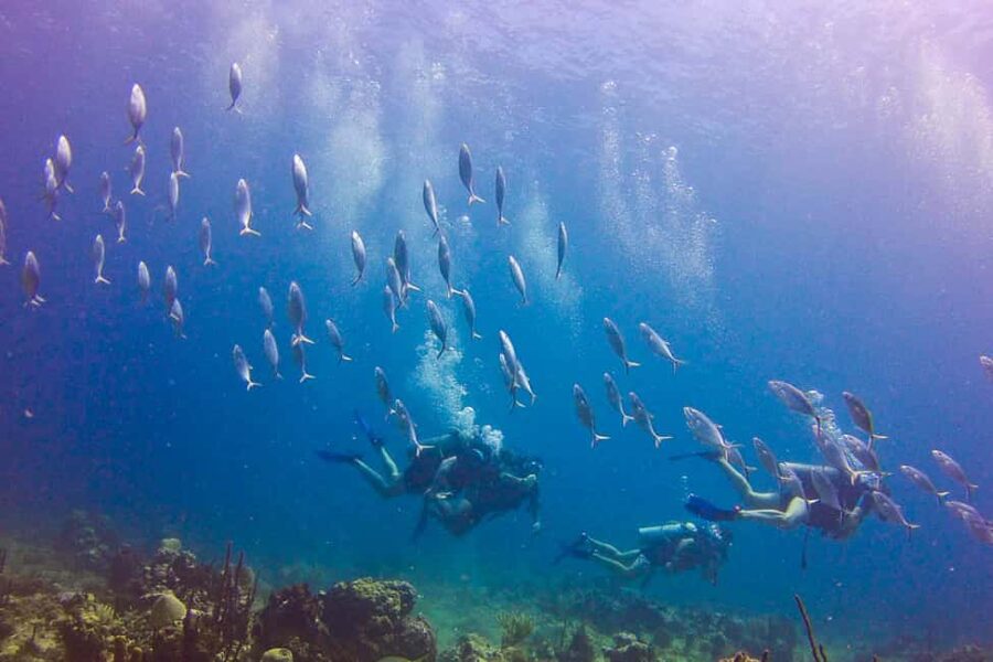 Catalina Island Scuba Diving Tour from Punta Cana - What the $175 price really covers