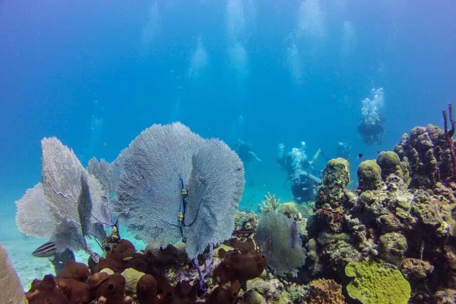 Catalina Island Scuba Diving Tour from Punta Cana - Who should book this Catalina trip