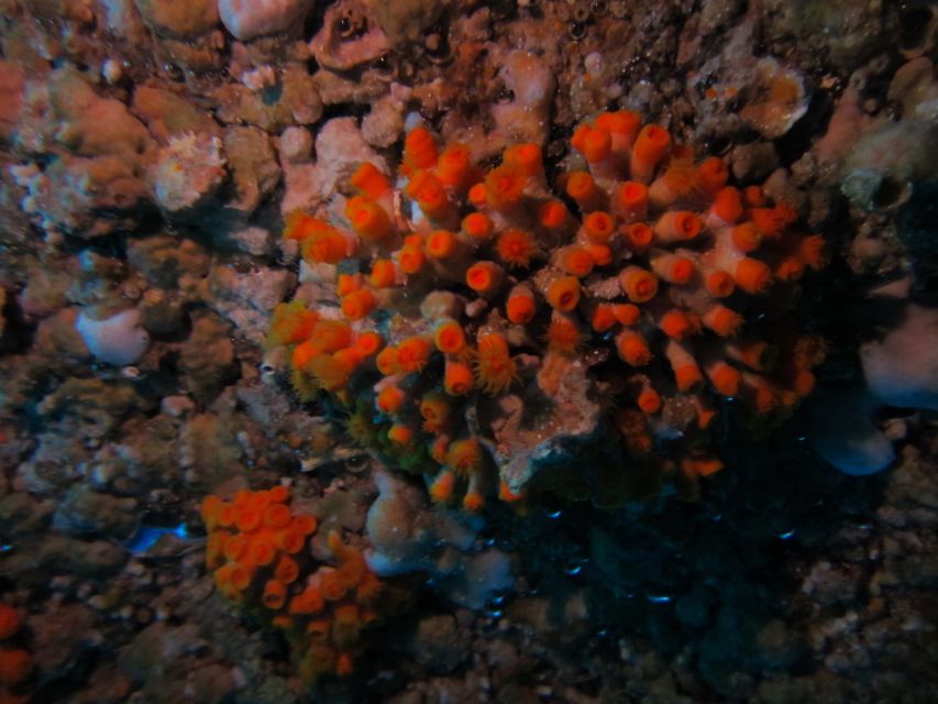 Catania: Gulf Scuba Diving Tour with Marine Biologist - A beginner-friendly approach that still suits experienced swimmers
