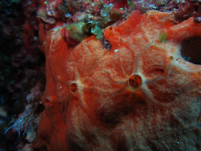 Catania: Gulf Scuba Diving Tour with Marine Biologist - How much value you get for $82