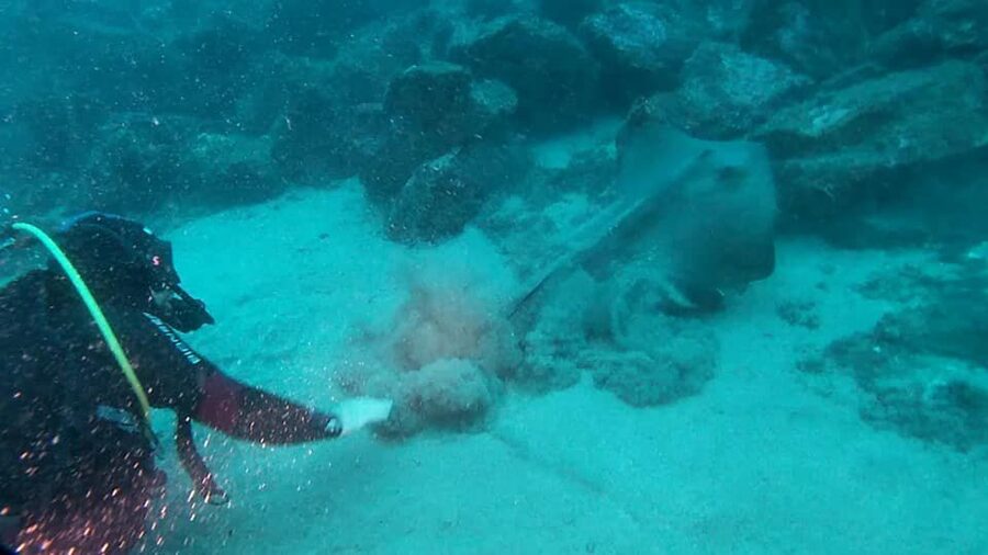 Catania: Gulf Scuba Diving Tour with Marine Biologist - Who should book this Catania scuba tour?